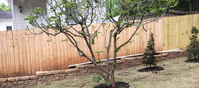 Greenville Tree and Shrub Installation