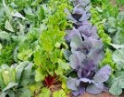 Lawn Services Greenville